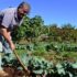 Italy: Farmers in Puglia warn of labor shortage