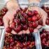 Pakistan prepares to export juicy cherries to China