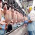 UK considers expanding Brazilian poultry imports