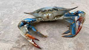 aa