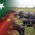 Enhanced Pakistan-China cooperation urged in livestock sector