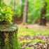 3rd China-Pak non-wood forest S&T exchange conference to be held this month