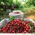 Portugal: 40% drop in cherry production