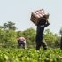 Greece to bring in Egyptian farm workers amid labor shortage