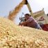 China expected to achieve higher grain output in 2025