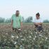 Documentary film on Xinjiang cotton farmers wins acclaim