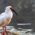 Over 30 crested ibises settle in Guangshan
