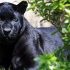 Bulgaria wonders where the elusive black panther went after authorities end weeks-long search