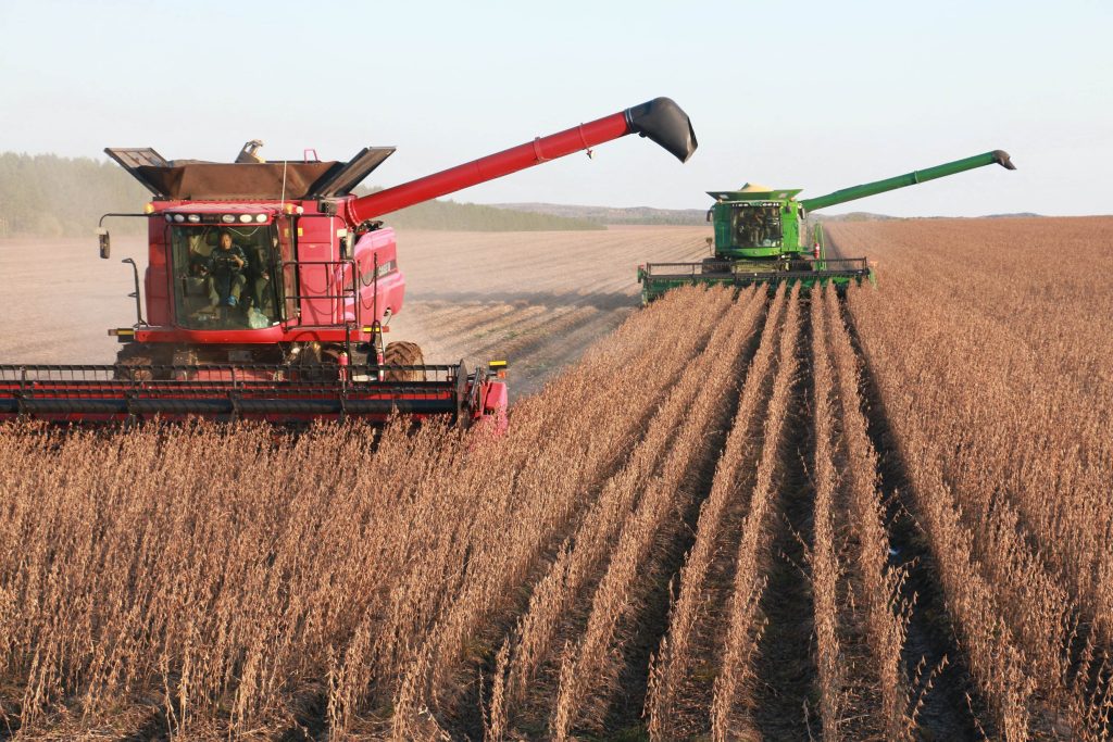 China's grain