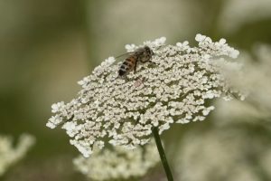 France Bee Attack
