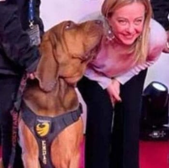 Italy 'Hero' sniffer dog