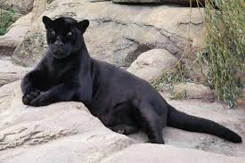 Mystery panther