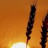 ‘Profound concern’ as scientists say extreme heat ‘now the norm’ in UK