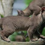 France: Rare fossa cubs born in Paris zoo as wild numbers shrink in Madagascar