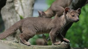 France Rare fossa