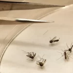 Ten deaths reported from West Nile virus in Italy since the start of the year