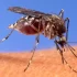 Lazio region leads Italy’s west Nile virus outbreak