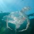 Unusually high number of jellyfish arrive in UK seas