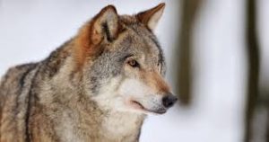 Wolves in From