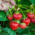Canada: Where no trees grow, fresh strawberries all year round