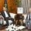 President directs steps to ensure food security amid floods