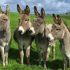 Islamabad hosts China-Pakistan Donkey Industry Development Forum: A new chapter in agricultural cooperation